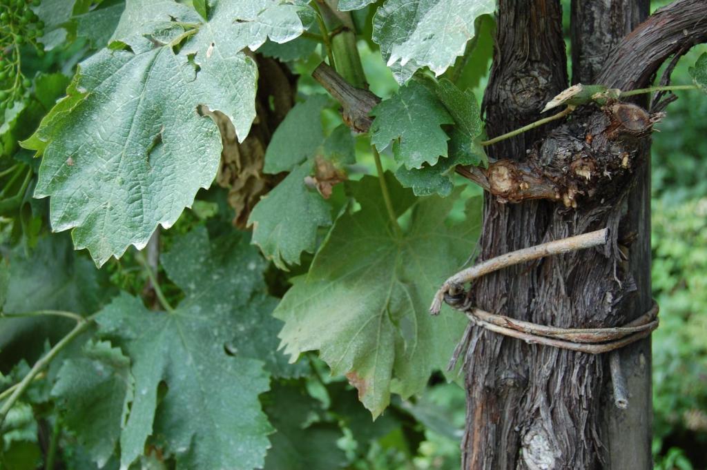 Locanda La Candola Soligo Kültér fotó